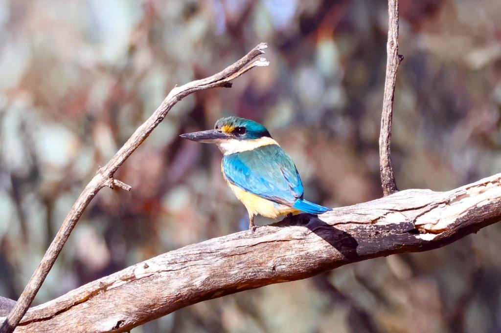 Charlotte Plains,Outback Queensland,Birdlife,Birds,Mollymook Ocean Swimmers