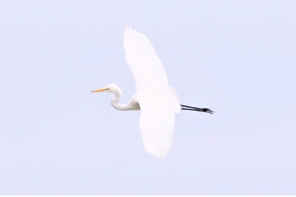Birdlife,Bird life,Kooragang wet lands,Hunter Wet Lands,Mollymook Beach Waterfront