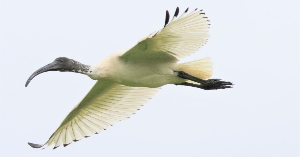 Birdlife,Bird life,Kooragang wet lands,Hunter Wet Lands,Mollymook Beach Waterfront