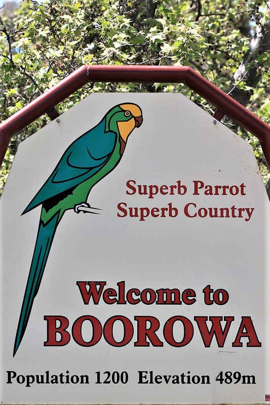 Boorowa,Superb Parrot,Bird Life,Mollymook Beach Waterfront