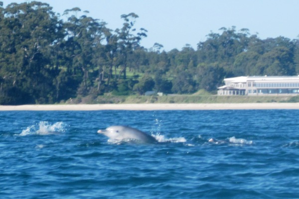 Mollymook Dolphins,Dolphins at Mollymook,Mollymook Beach Waterfront